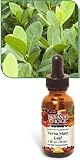 Botanic Choice Yerba Mate Leaf