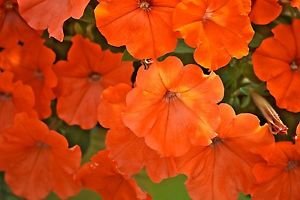 100 African Petunia Seeds 100 African Petunia Seeds