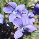 Prairie Violet (Viola pedatifida) - Jumbo Wildflower Seed Packet