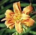 Daylily (Hemerocallis) Kwanso {25 Bare Root plants, $2.37 each plant}