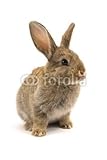 Wallmonkeys Peel and Stick Wall Decals - Adorable Rabbit Isolated on White - 48