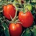 Organic Roma Paste Tomato - 50 Seeds - Early