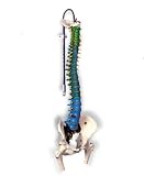 Didactic Flexible Spine Model with femur heads