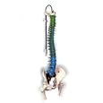 Didactic Flexible Spine with Femur Heads Model#AW-A58/9