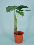 光触媒 観葉植物 クワズ芋 105cm