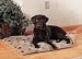 Self-Warming Thermal Dog Cushion (X-LARGE)