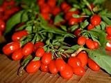 Goji Berry Tibetan Super Grade Goji Berry Wolfberry Seeds 20+