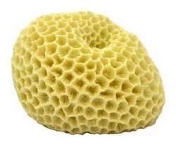 Deep Blue Professional ADB80031 Brain Coral for Aquarium, 3 by 2.5 by 2-Inch