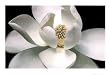 (24x36) White Magnolia (Close-Up) Art Poster Print