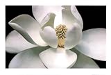 IMAGE OF White Magnolia (Close-Up) Art Poster Print - 24x36 Photography Poster Print, 36x24