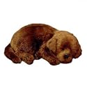 Perfect Petzzz Chocolate Lab