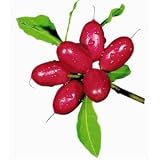 Fresh Miracle Fruit - Turns Sour to Sweet - 15 Fruit