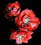 Amazon / Hirts: Quince: Iwai Nishiki Flowering Quince - Chaenomeles - Also Bonsai