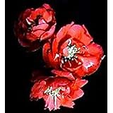 Iwai Nishiki Flowering Quince - Chaenomeles-Also Bonsai
