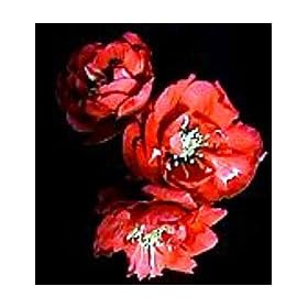 Iwai Nishiki Flowering Quince - Chaenomeles - Also Bonsai