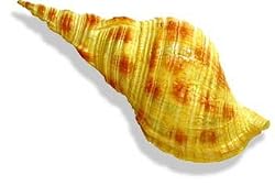 Spiral Shell 2 - Large