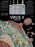 SciEd Virus Wall Charts; Virus Replication Chart