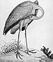 John Abbot's Birds of Georgia: Selected Drawings from the Houghton Library, Harvard University