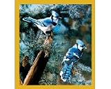 Blue Jays Blue Jays - A Touch of Blue Bookmark