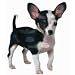   - Chihuahua Shaped Puzzle