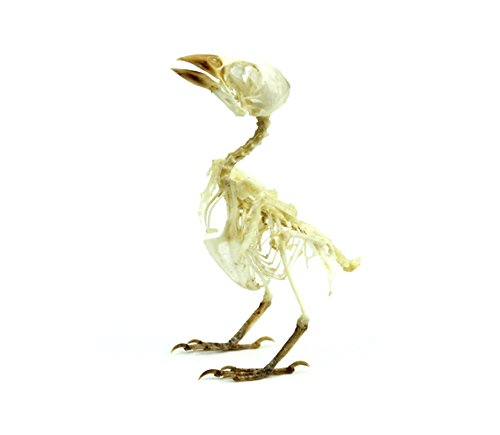 Real Taxidermy Bird Skeleton | Eurasian Tree Sparrow (Passer montanus) Specimen 3