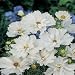 Cosmos - Psyche White