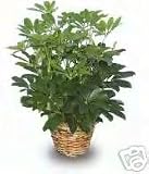 Schefflera Green Hedge/Shrub *Great Indoor Plant*