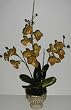 36" Triple Phaleonopsis Orchid in Old World Stone