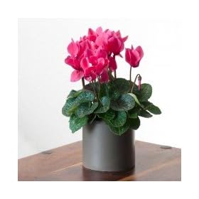 Potted Cyclamen, Cut Flower Alternative- Green Gift that Ships Via 2-Day Air!