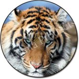 BENGAL TIGER-Green Eyes Fridge Magenet