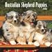 Australian Shepherd Puppies 2009 Mini Wall Calendar