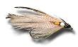 Gray Ghost Fly Fishing Fly