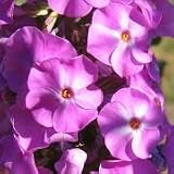Wild Sweet William (Phlox maculata) - Jumbo Wildflower Seed Packet