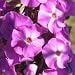 Wild Sweet William (Phlox maculata) - Jumbo Wildflower Seed Packet