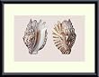 Art Poster Metal Framed Print - Shells - Artist: unknown- Poster Size: 11 X 15