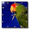 Birds - Green Cheeked Amazon Parrot - Wall Clocks
