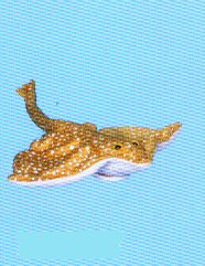 Childrens Toyshop  Toys : Common Skate Stingray 12in Finger Puppet (G7127)
