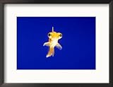 Goldfish with Bulging Eyes Collections Framed Photographic Poster Print, 21x17