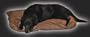Avery Sporting Dog Bed