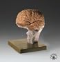 Brain Demonstration Model -BS25
