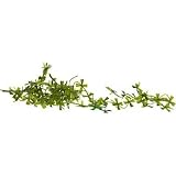 Exo-Terra Duck Weed Floating Water Plants Color:Green