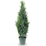 Outdoor Living : DECORATIVE SHRUBS ARBOVITAE