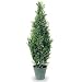 Outdoor Living : DECORATIVE SHRUBS ARBOVITAE