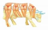 Eigenschaften Sunday / Cowparade Cow Parade Buena Vista Medium M ceramic