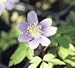 Anemone nemorosa Robinsoniana (5 Rhizomes)