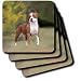 Dogs Pitbull - American Pit Bull Terrier - Coasters