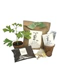 Heirloom Ginkgo Tree To Be, Eco-Friendly - Grow a Ginkgo Tree