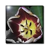 IMAGE OF Red and Yellow Tulip - 12 Inch Glass Tile
