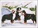 Berner Choir Holiday Notecards