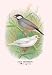 Java Sparrow - 20x30 Gallery Wrapped Canvas Print